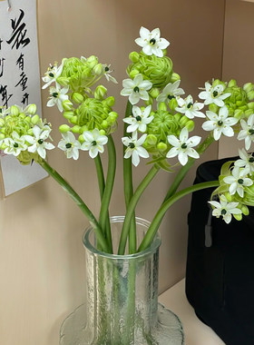天鹅绒鲜花云南基地直发办公室家庭水养插花超长待机伯利恒之星