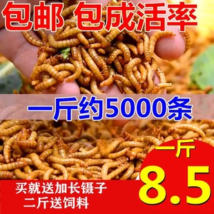 包邮 面包虫活体 乌龟 鹦鹉鱼 画眉鸟石蛙饲料 金龙鱼 黄粉虫活虫