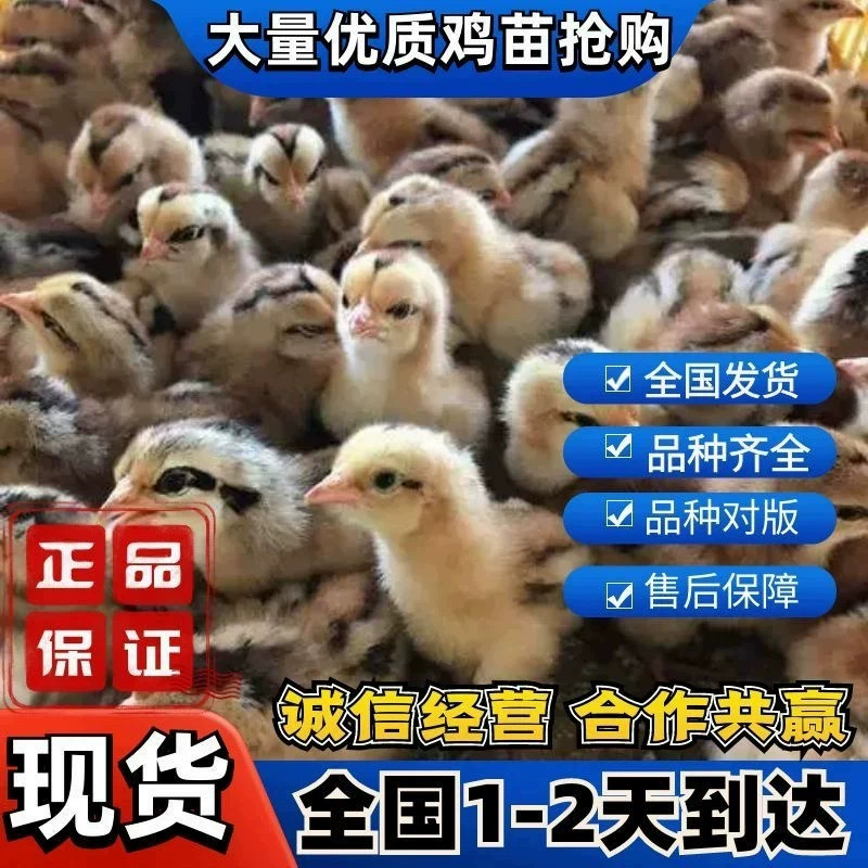 可爱小黄鸡活体幼鸡疫苗齐全路损保障新手易养成年鸡5-6斤#包邮