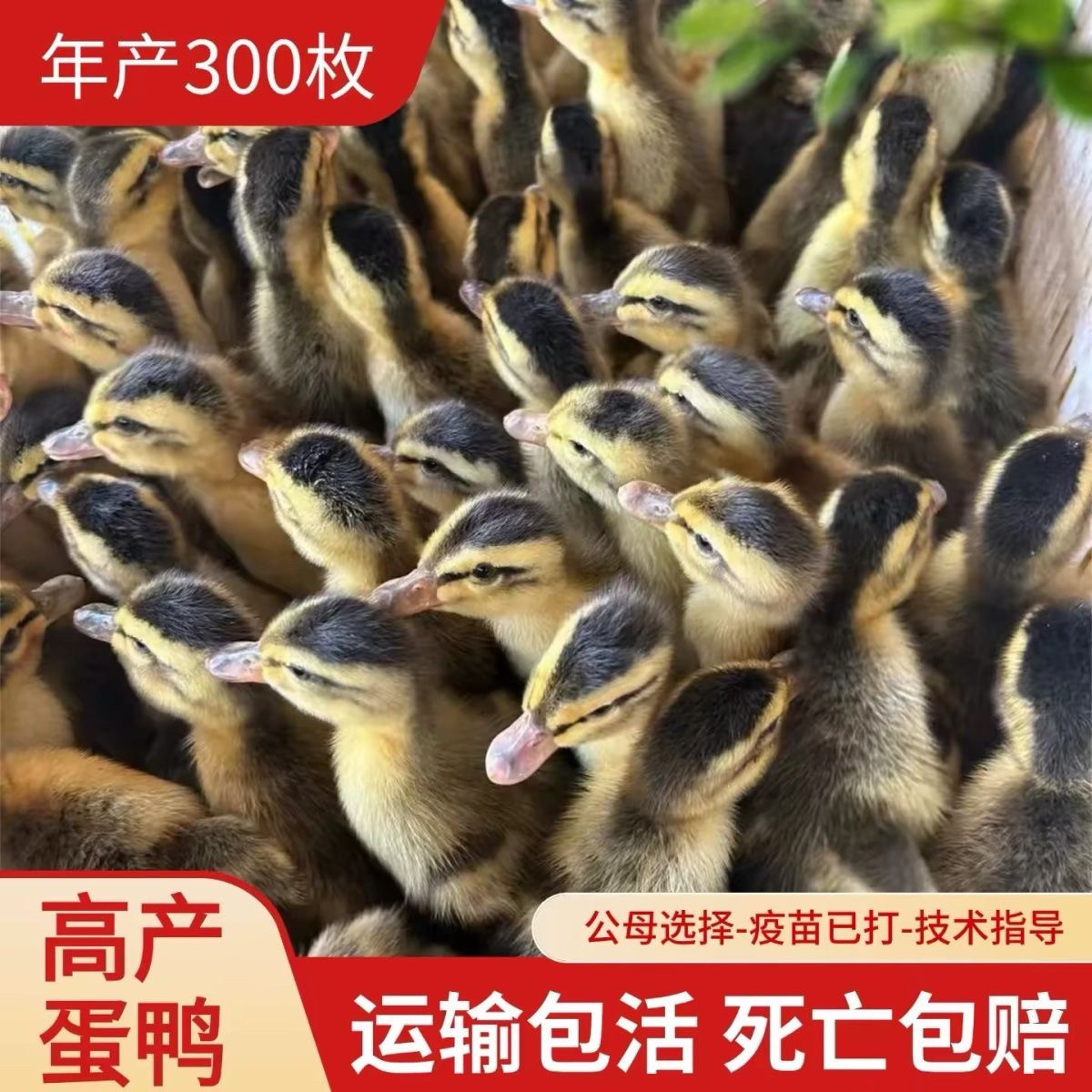 (30只装)蛋鸭麻鸭大种番鸭青头鸭水鸭旱鸭肉鸭土鸭【宠物鸭】5