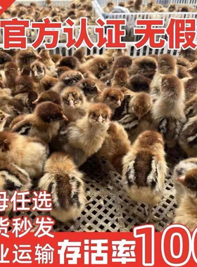 小鸡批发青脚麻鸡五黑鸡黑脚麻鸡土鸡小公鸡五黑鸡公鸡三黄鸡宠物