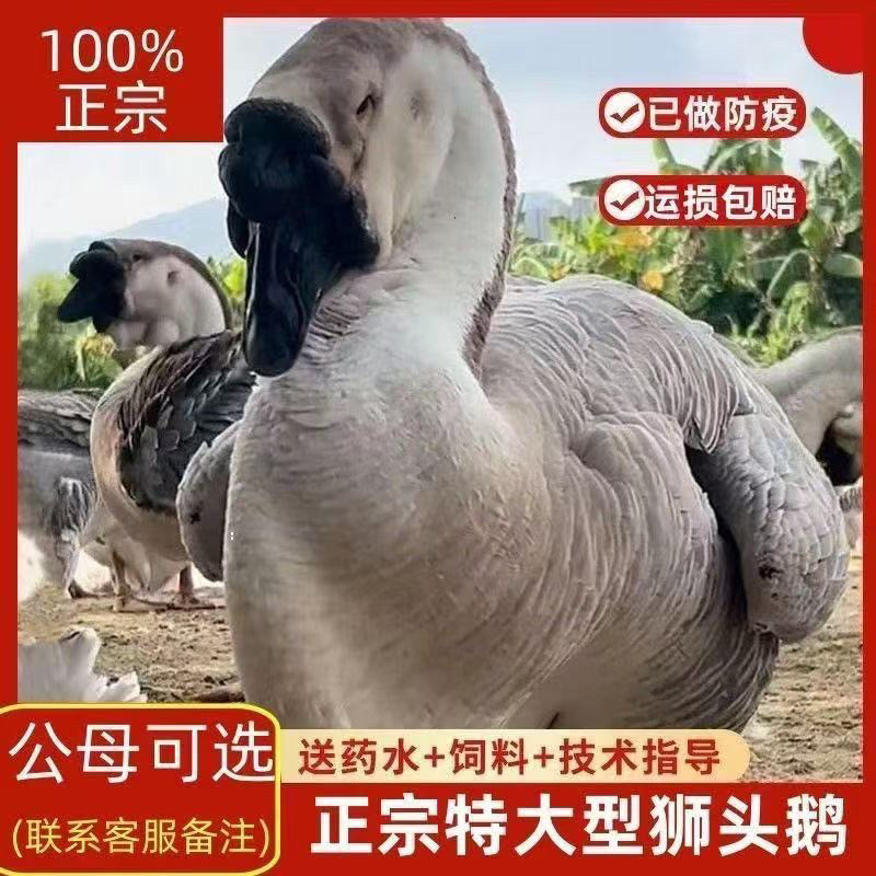 【基地直发】一斤正宗狮头鹅优质种纯种狮头鹅散养脱温小鹅宠物鹅