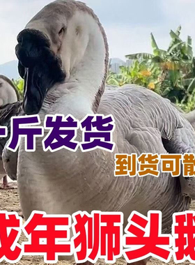 潮汕一斤狮头鹅苗特大纯种活体幼苗狮头鹅活体小鹅灰色狮头宠物鹅