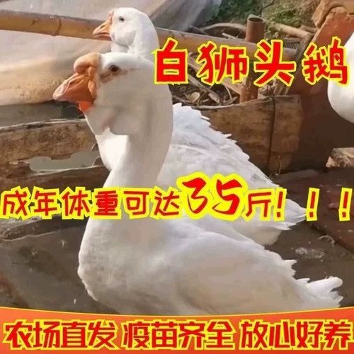 （6只装）正宗纯种白狮头鹅看家鹅特大观赏鹅农家散养【宠物鸭】1
