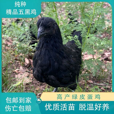 一斤散养黑凤鸡贵妃鸡珍珠鸡脱温绿壳蛋鸡仔散养土鸡五黑鸡宠物鸡