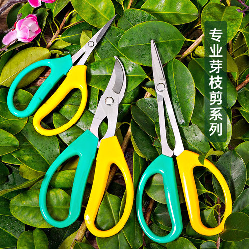 林太作修枝剪采摘水果剪刀