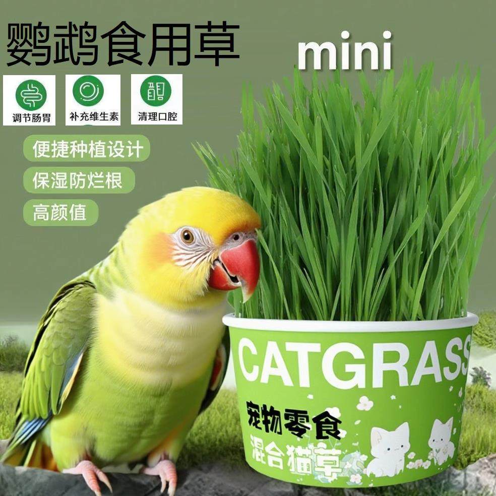 新鲜即食鹦鹉食用新鲜大麦草鸟零食饲料啃咬草虎皮牡丹玄凤鸟草,宠物/宠物食品及用品,鸟零食,淘宝优惠券,粉丝福利购,淘宝优惠卷