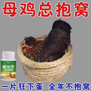 母鸡抱窝醒速效醒抱灵不让母鸡孵化扒窝抱窝灵番鸭醒窝饲料添加剂