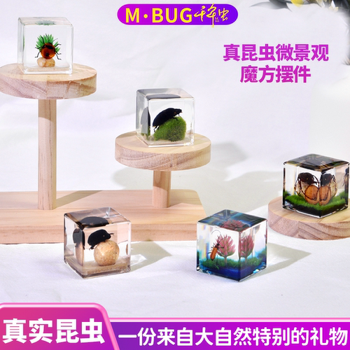 MBUG昆虫标本文创礼品微景观摆件