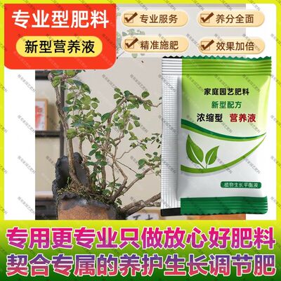 香山红叶黄栌大型专用肥料养护营养液观叶灌木庭园造景老桩秋季红