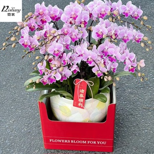蝴蝶兰盆栽盒年宵花红果冬青瓶花手提花盒 花艺插花包装盒礼物盒