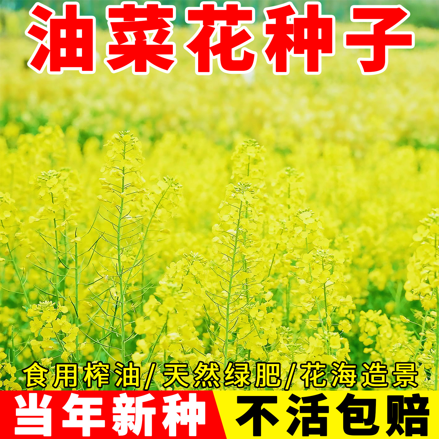 油菜花种子花海造景油菜花种籽孑
