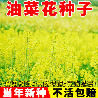 油菜花种子花海造景油菜花种籽孑