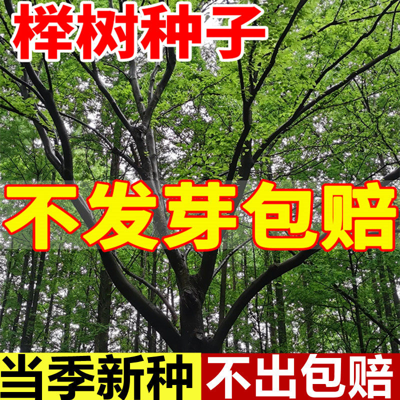 榉树种子红榉树花卉小叶榉树林木种子庭院护坡绿化植物大果榉种子