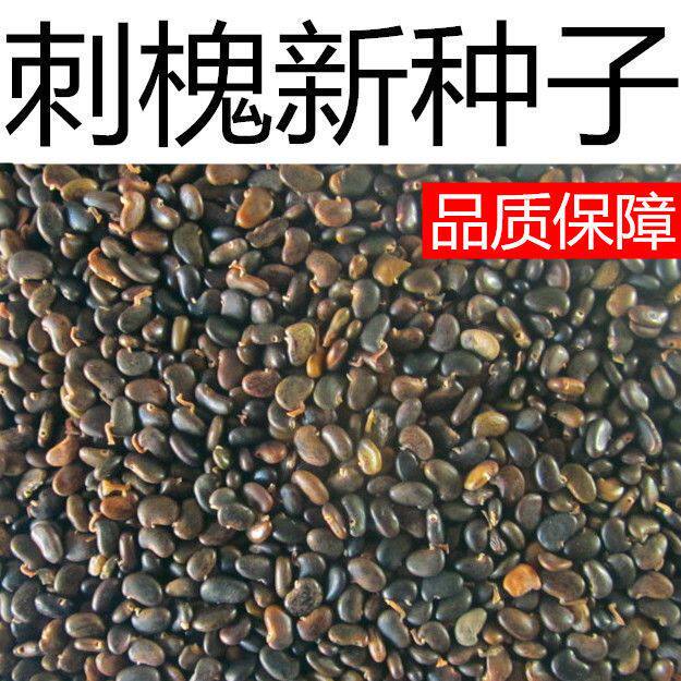 刺槐种子 白花刺槐树香花槐 紫穗槐 洋槐蜜蜂采蜜槐花黄花槐种子