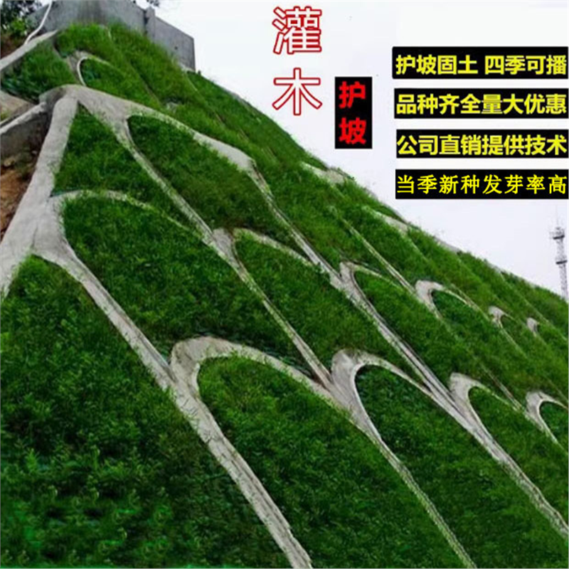 紫穗槐种子猪屎豆刺槐种子田青种子护坡草籽复绿固土植物灌木种子