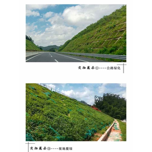 灌木种子紫穗槐刺槐猪屎豆多花木兰银合欢公路绿化护坡固土草种籽