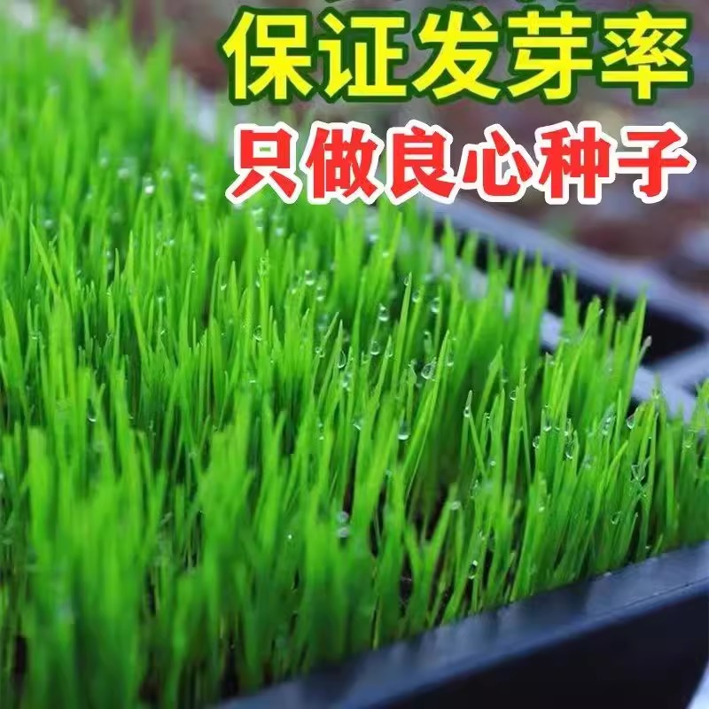 草坪种子籽四季常青绿化护坡