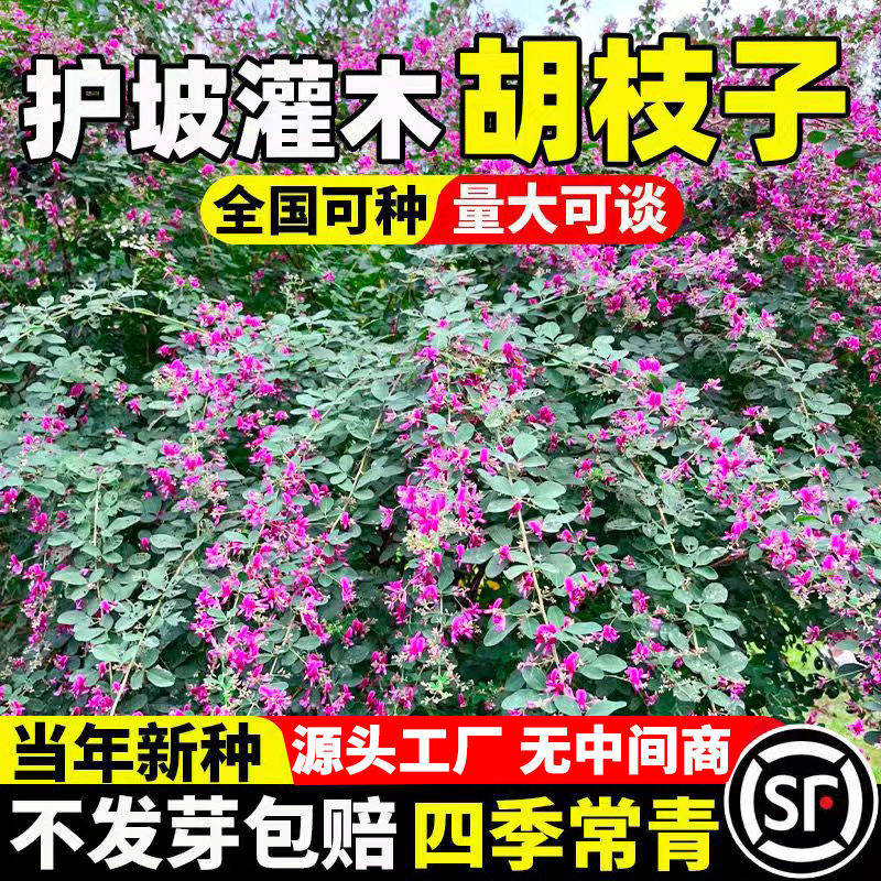 护坡灌木胡枝子种子紫穗槐