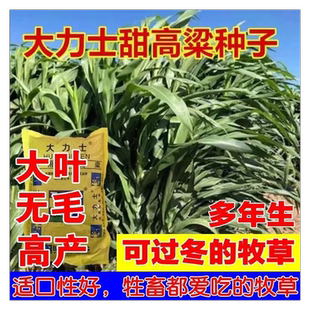甜高梁种子饲用甜高粱牧草种多年生畜牧养殖四季再生甜高粱杆种籽