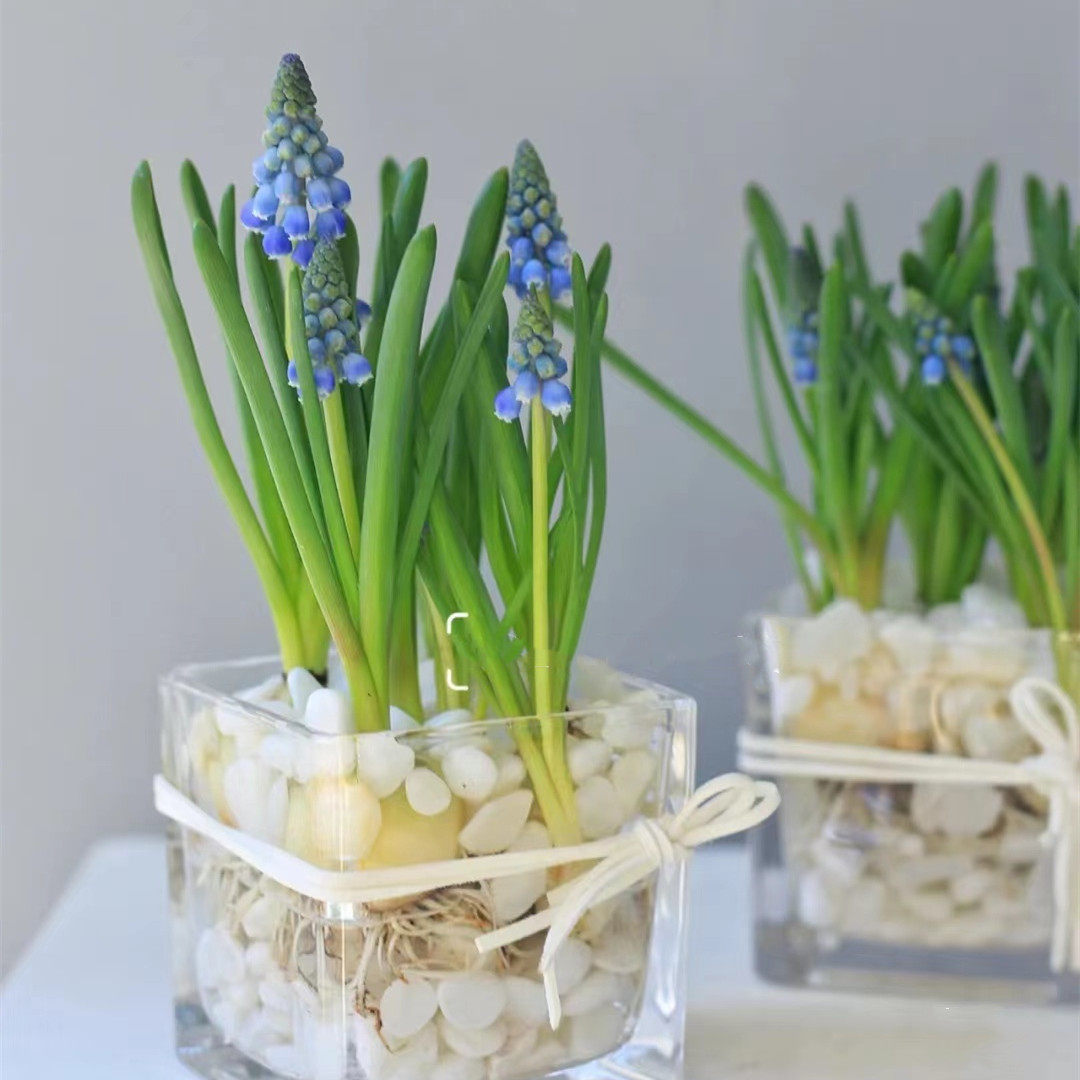 葡萄风信子种球室内水养水培套餐冬季土培耐寒易活花卉盆栽风信子