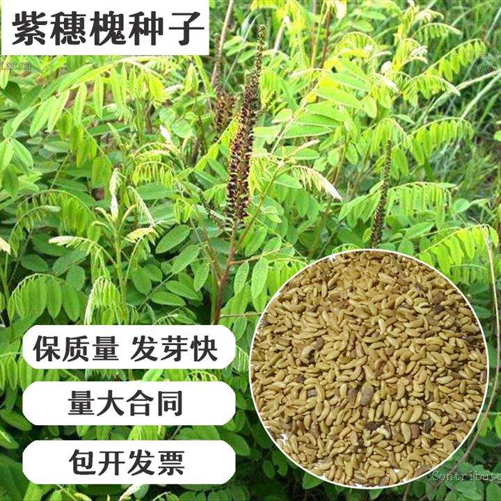 紫穗槐种子棉刺槐树绿化斜山边坡高速公路护坡固土植物杂灌木草籽