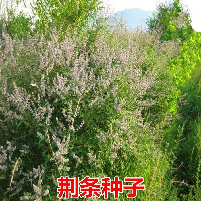 荆条种子 护坡灌木种子 道路护坡 铁路护坡花卉黄荆种子 护坡种子