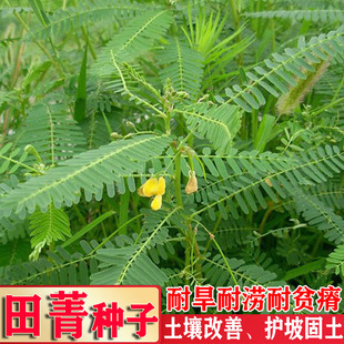 田菁籽土壤改善绿肥种子耐盐碱耐贫瘠耐旱涝田青灌木护坡固土草籽