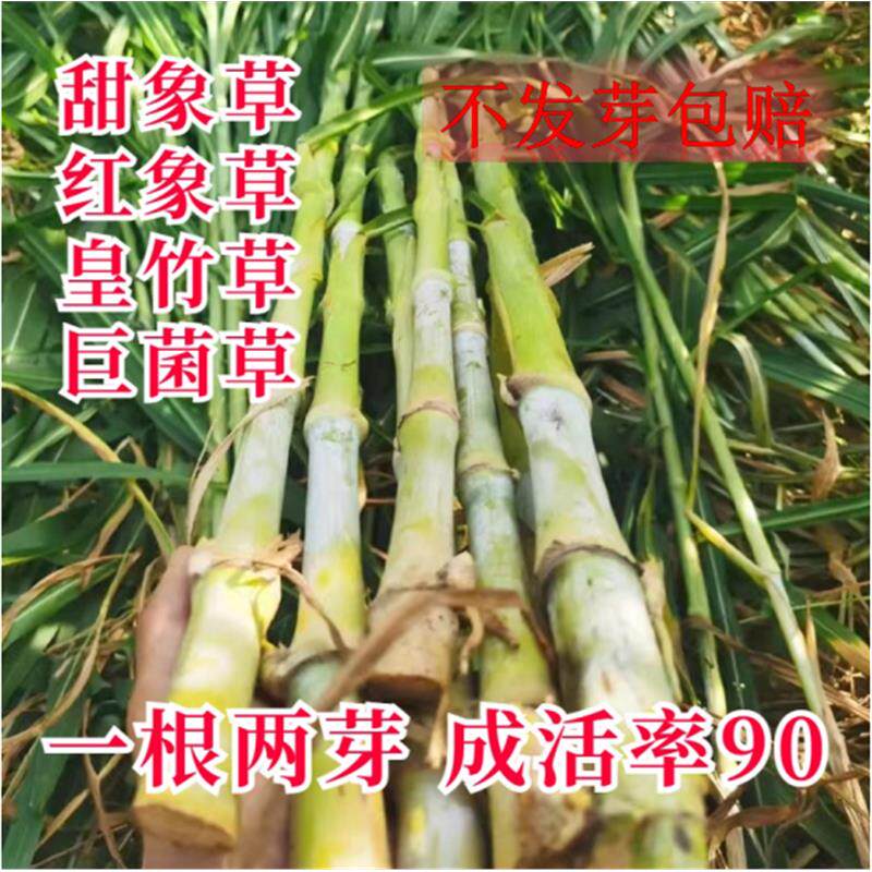 双节甜象草3号种无毛耐寒