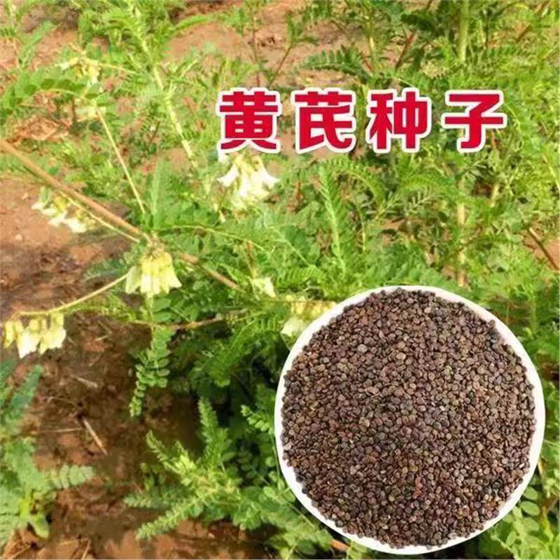 黄芪种子中药北方多年生材