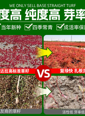 碱蓬草种子红色翅碱蓬卤蓬土壤沙荒地绿化耐盐碱治理土壤改良种籽