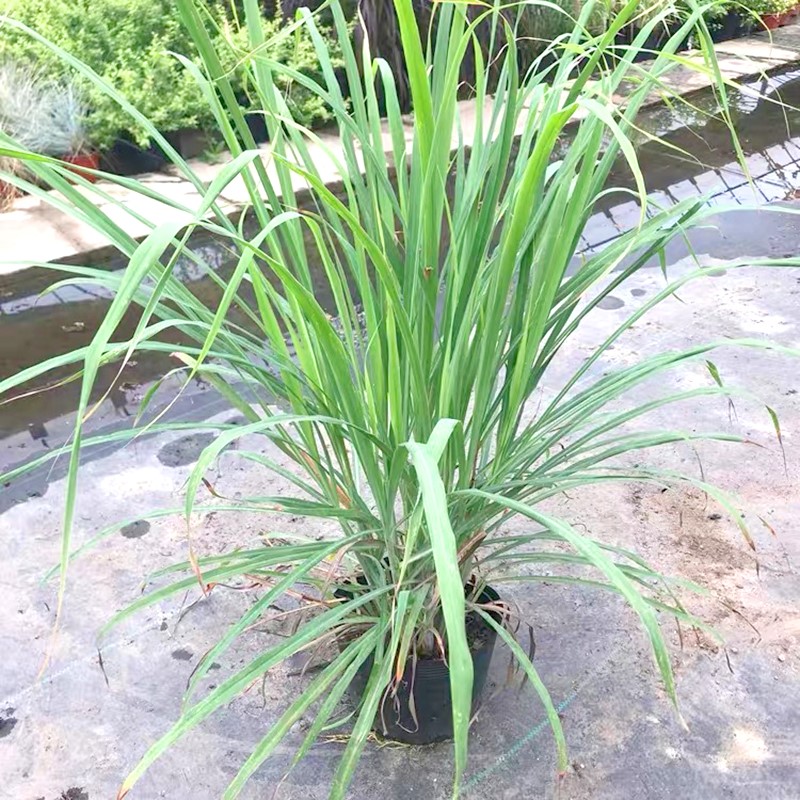 香茅草种子四季室外庭院易