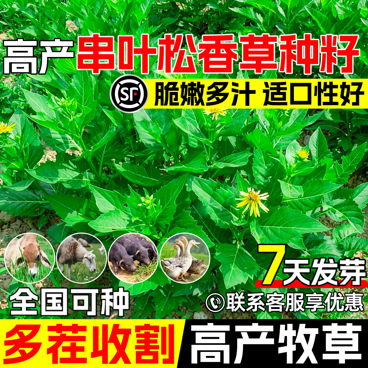 串叶松香草籽耐寒高产饲草猪牛羊