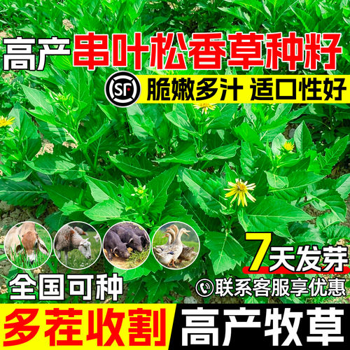 串叶松香草籽耐寒高产饲草猪牛羊
