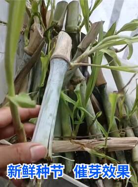台湾甜象草3号种节无毛耐