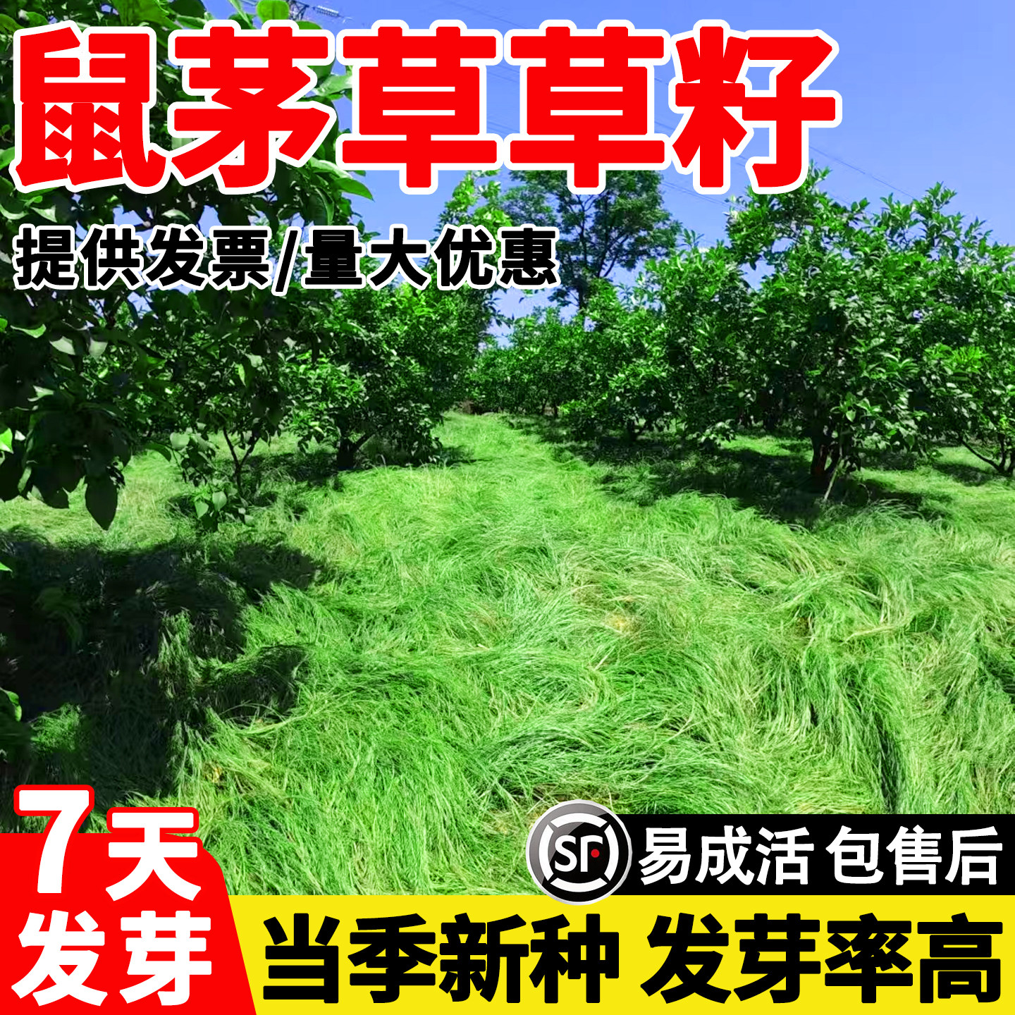 鼠茅草草籽多年生果园绿肥固氮