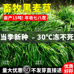 黑麦草种子畜牧养殖草种进口多年生耐寒四季牧草种子喂鸡牛羊鱼草