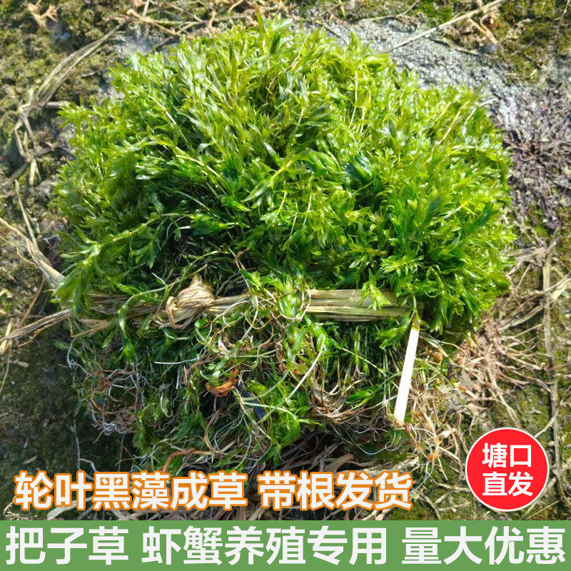 轮叶黑藻芽孢草籽节节草耐高温灯笼泡小龙虾养殖专用水草净化水质