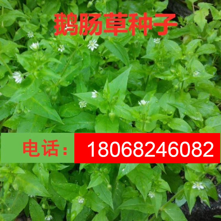 鹅肠草种子 名繁缕种子 药材种子