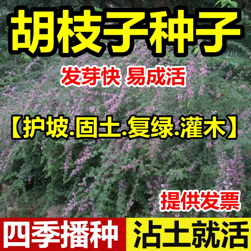 优质胡枝子种护坡灌木二色