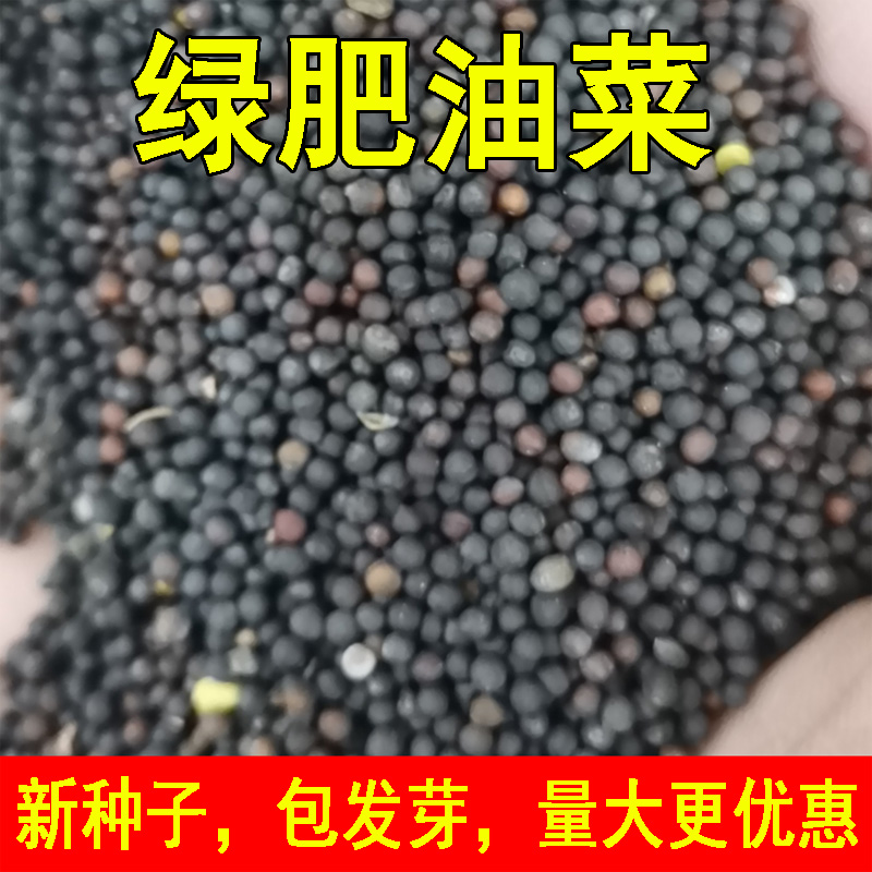 黄色油菜籽种子油菜花种子食用榨油绿肥观赏花海绿化花海蜜源包邮