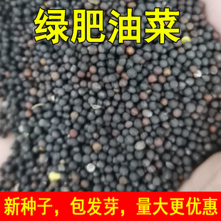 黄色油菜籽种子油菜花种子食用榨油绿肥观赏花海绿化花海蜜源包邮