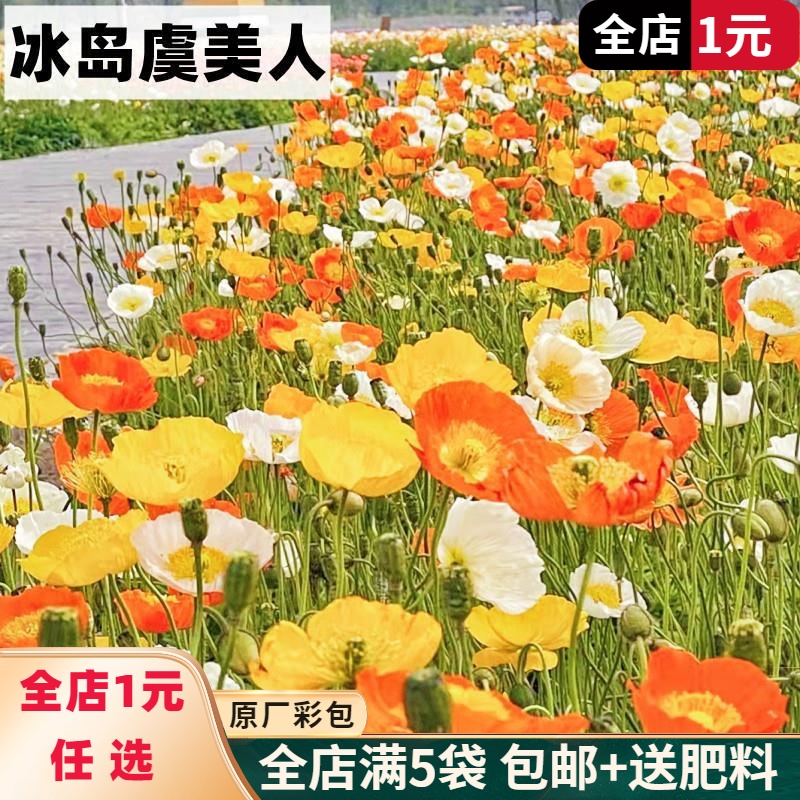 冰岛虞美人花籽格桑七彩种