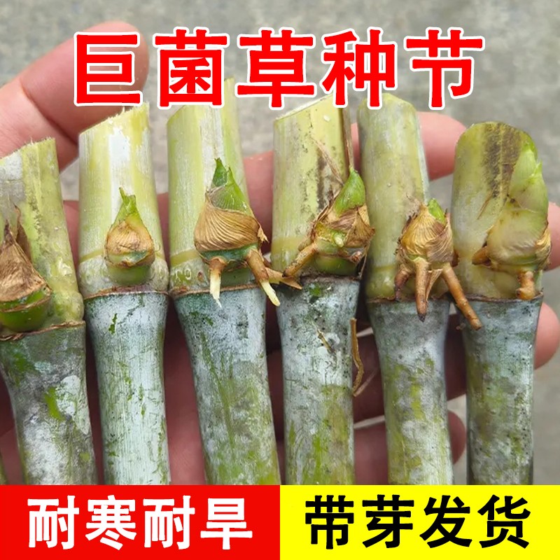 巨菌草种节高产耐寒旱四季