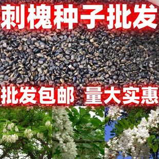 刺槐种子 白花刺槐树苗香花槐 紫穗槐洋槐蜜蜂采蜜槐花黄花槐种子