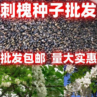 刺槐种子白花树苗香紫穗