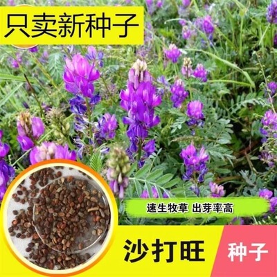 沙打旺牧草绿肥护坡多年生