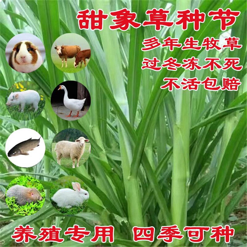 甜象草3号种节无毛多年生