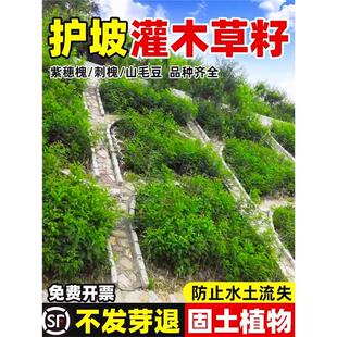 护坡固土植物灌木草籽紫穗槐种子刺槐树绿化斜山边坡高速草籽