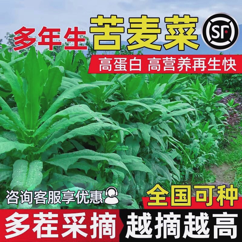 苦麦菜种子四季高产多年生草籽反复收割高蛋白饲用耐贫瘠牧草种籽